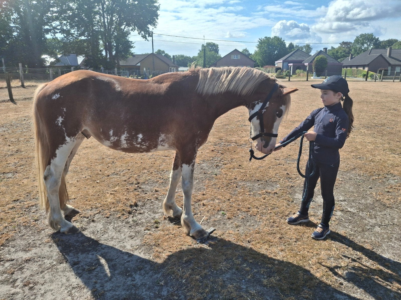 3 jarige C-pony ruin met welsch papieren, Dieren en Toebehoren, Paarden, Ruin, Onbeleerd