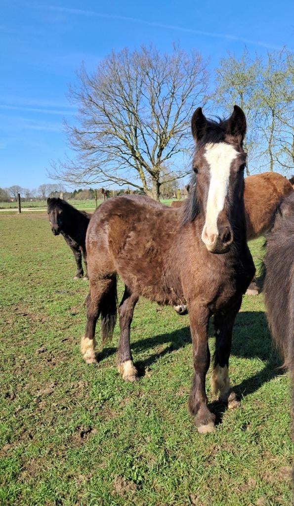 Knappe merrie, Dieren en Toebehoren, Pony's, Merrie