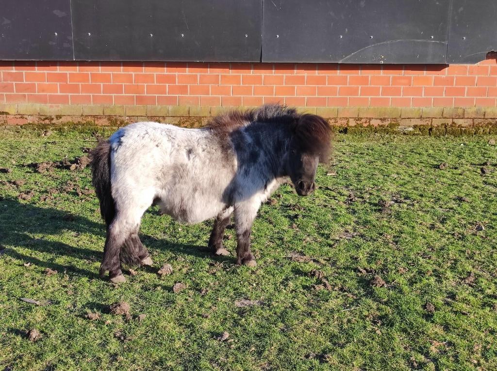 Shetland Pony, Animaux & Accessoires, Box & Pâturages