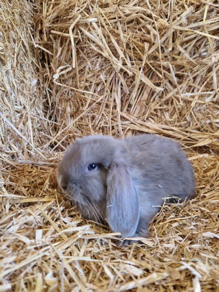 Minilop ram, Animaux & Accessoires, Lapins, Mâle, Oreilles tombantes