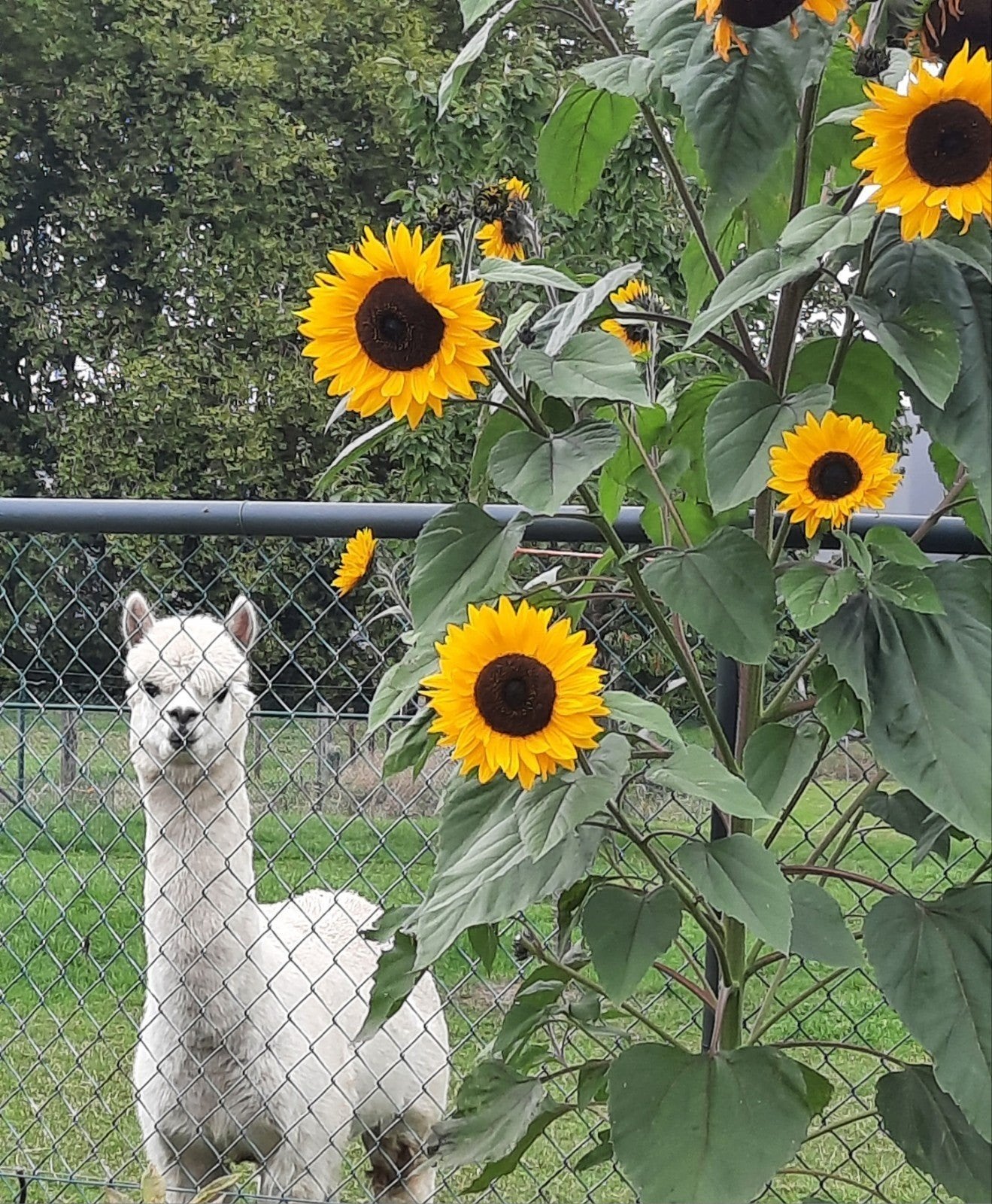 Étalon alpaga âgé de 5 ans, Animaux & Accessoires, Animaux Autre, Août, Mâle