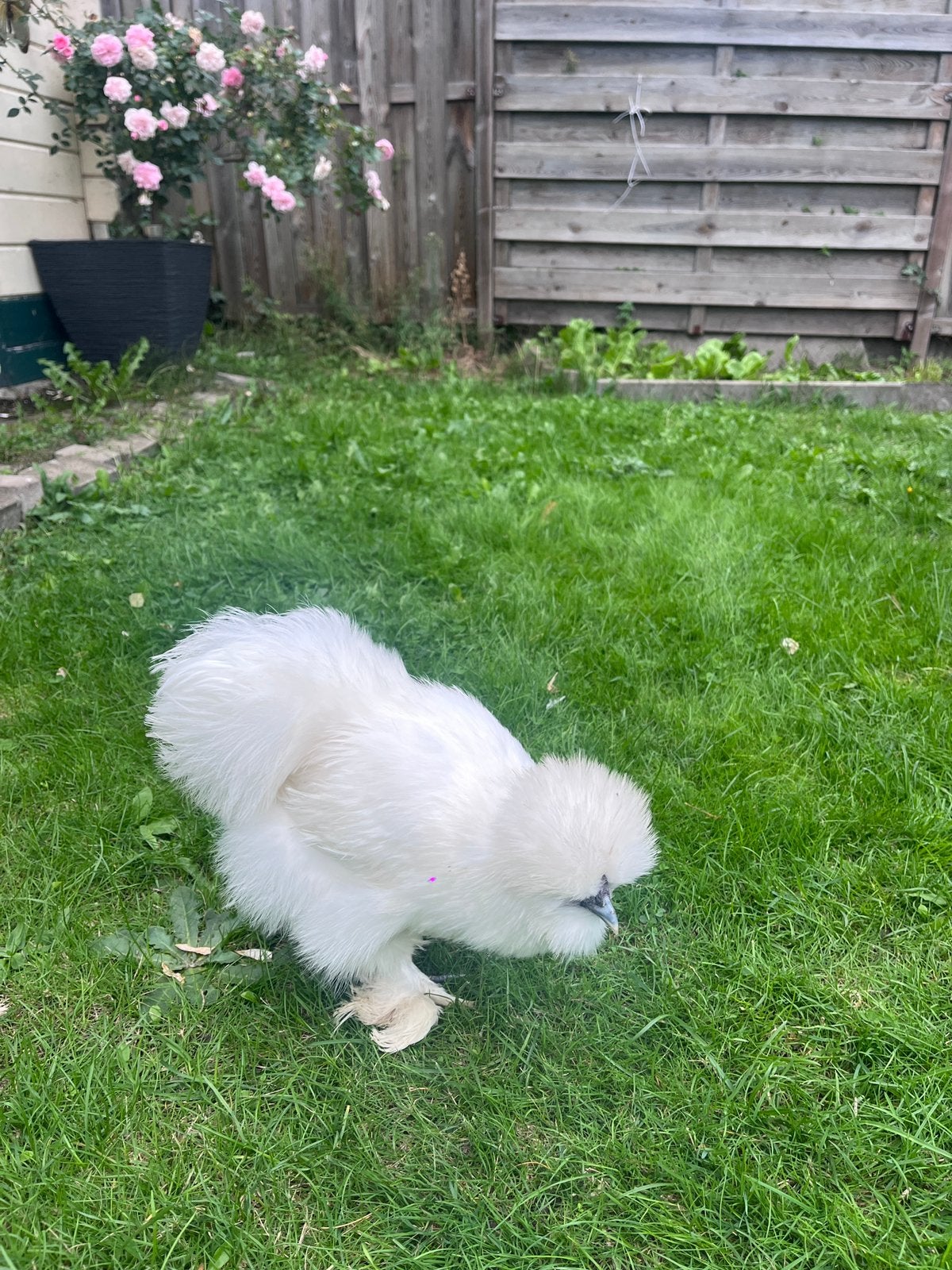 2x Zijdehoen, Dieren en Toebehoren, Kip