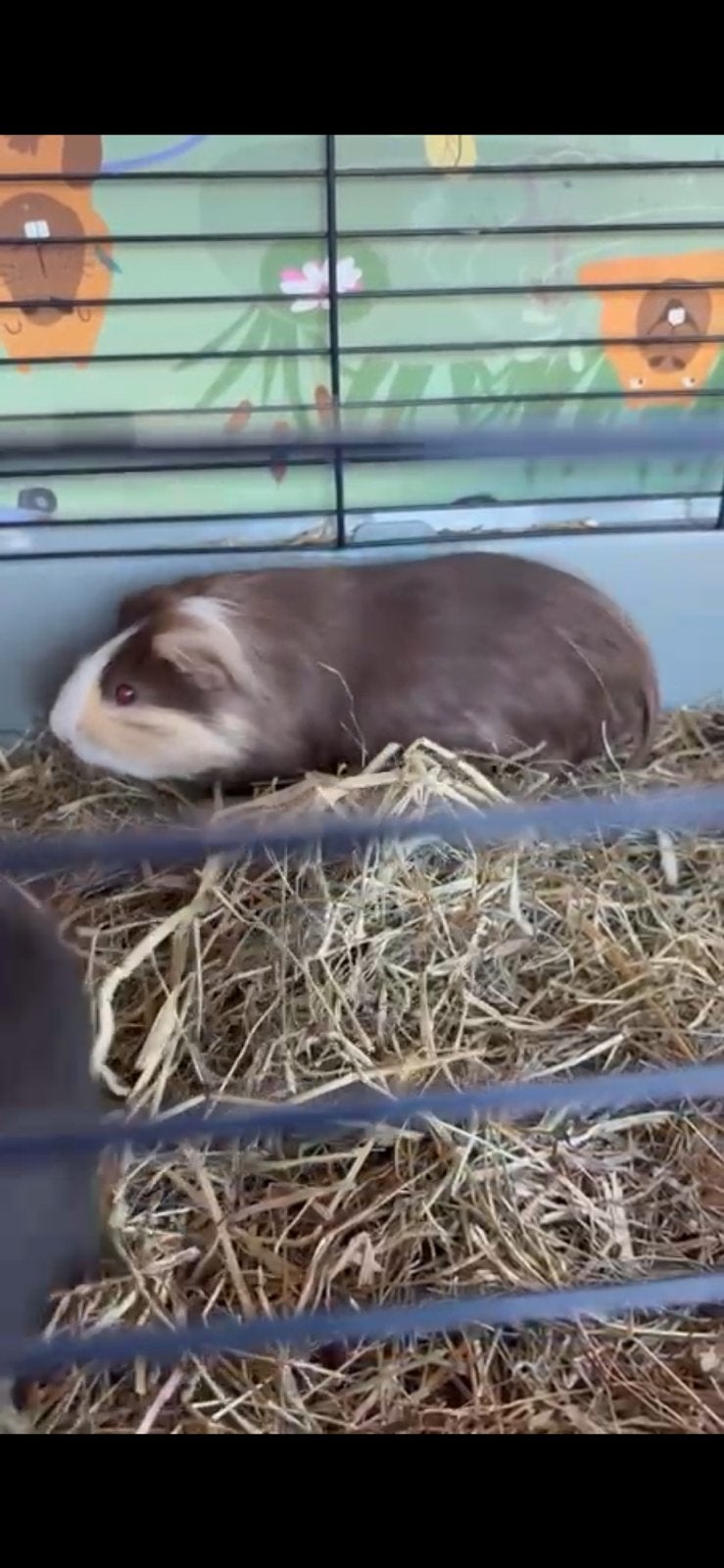Cavia beertje te koop, Animaux & Accessoires, Octobre, Mâle, Cobaye