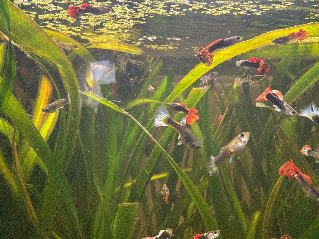 Vuurstaartguppy’s, Vis, Zoetwatervis, Schoolvis