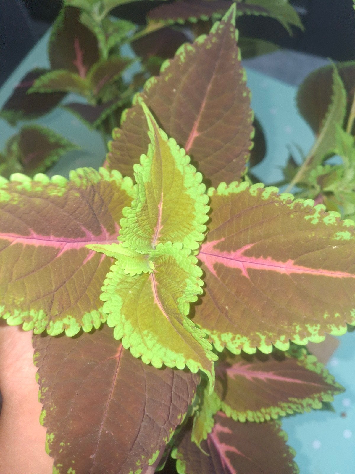 Plante Coleus, Jardin & Terrasse, Plantes | Jardin, Enlèvement ou Envoi