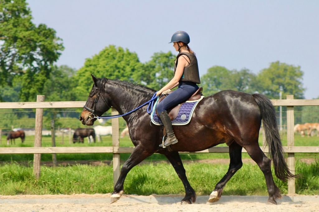 Leuke  all-round ruin te koop, Dieren en Toebehoren, Ruin, 7 tot 10 jaar, 160 tot 165 cm, Recreatiepaard