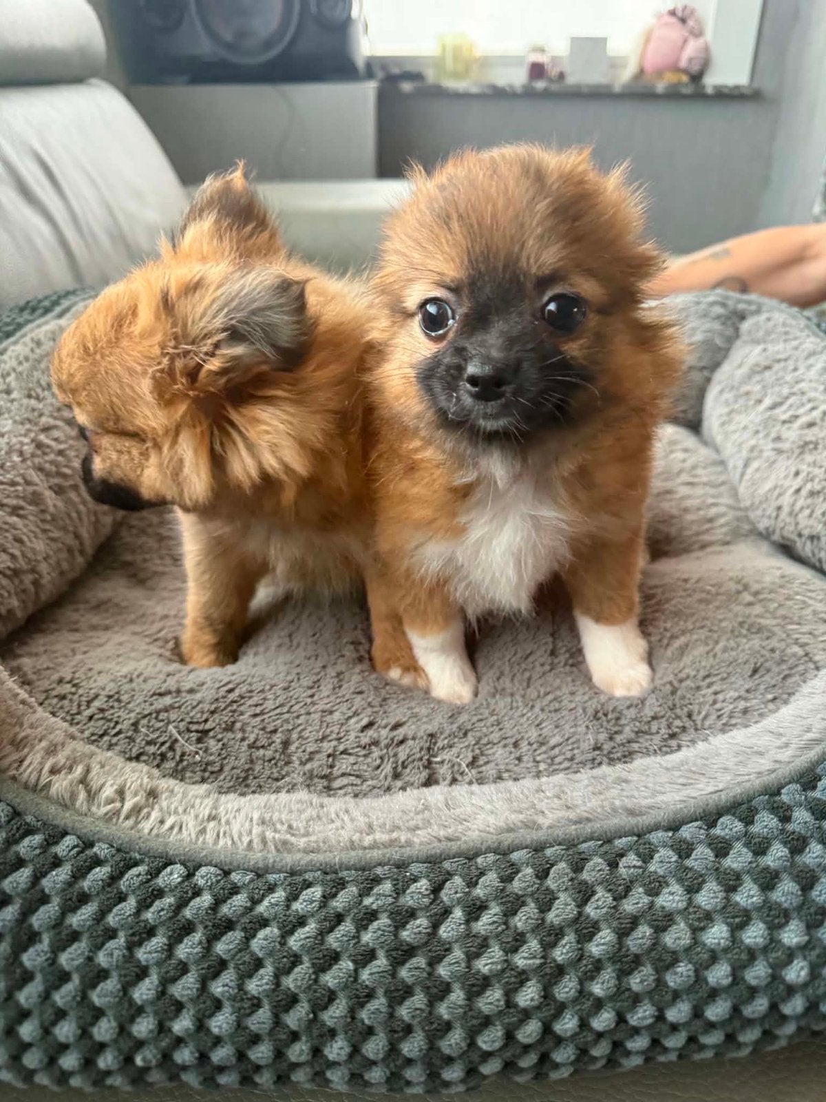 Pomchi teefje, Particulier, Chienne, Belgique, 8 à 15 semaines