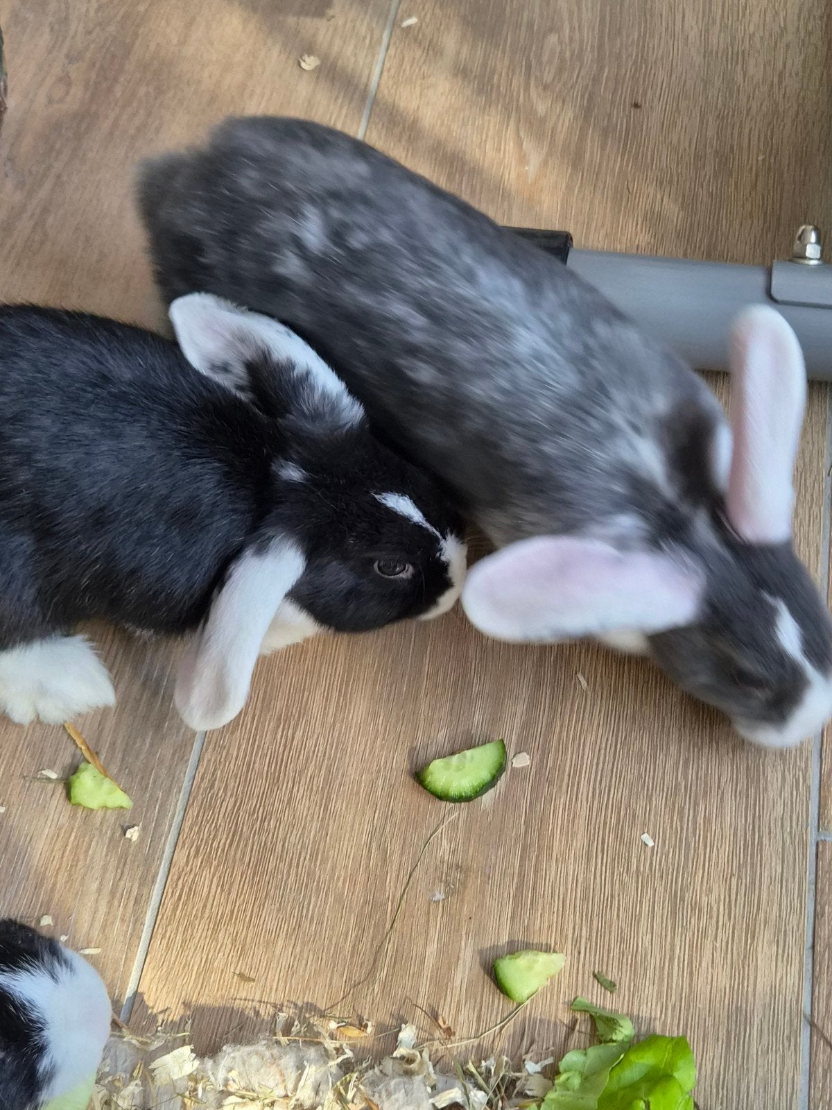 dwergkonijntjes, Plusieurs animaux, Nain, Oreilles tombantes, 0 à 2 ans
