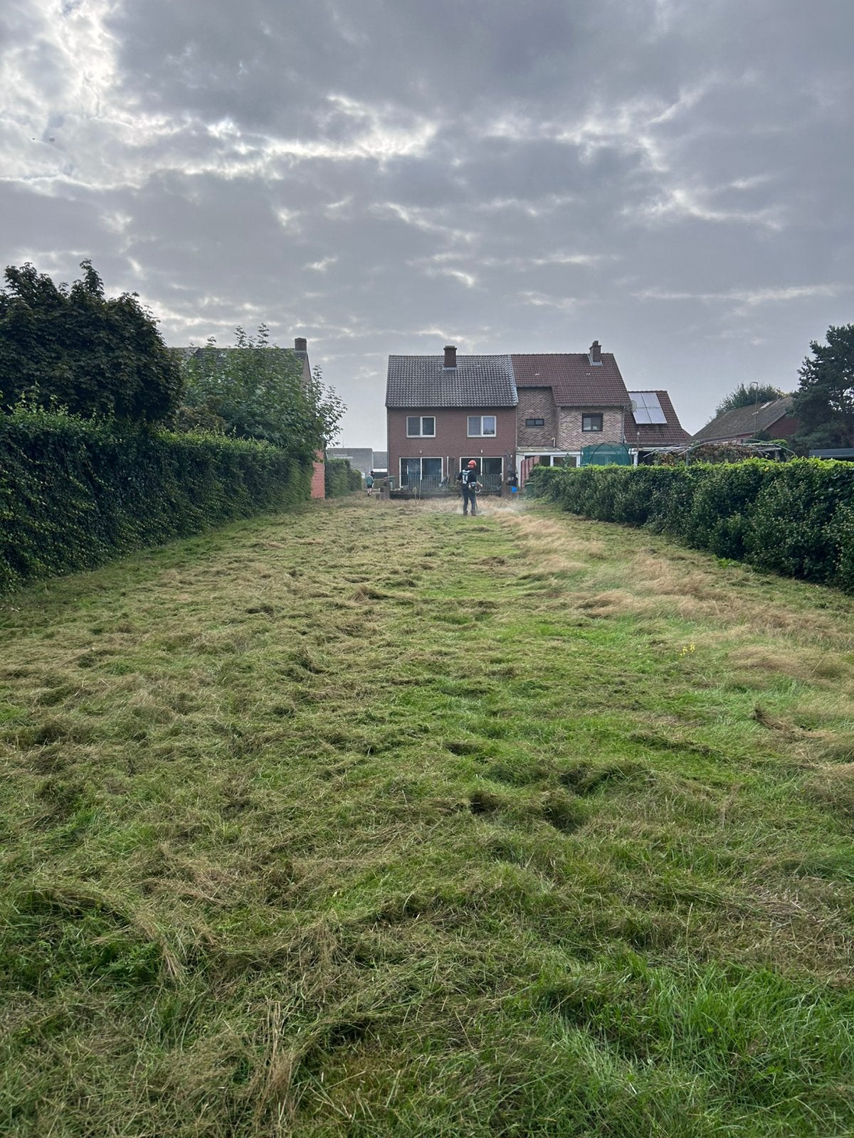 Schapenweide maasmechelen, Dieren en Toebehoren, Weidegang