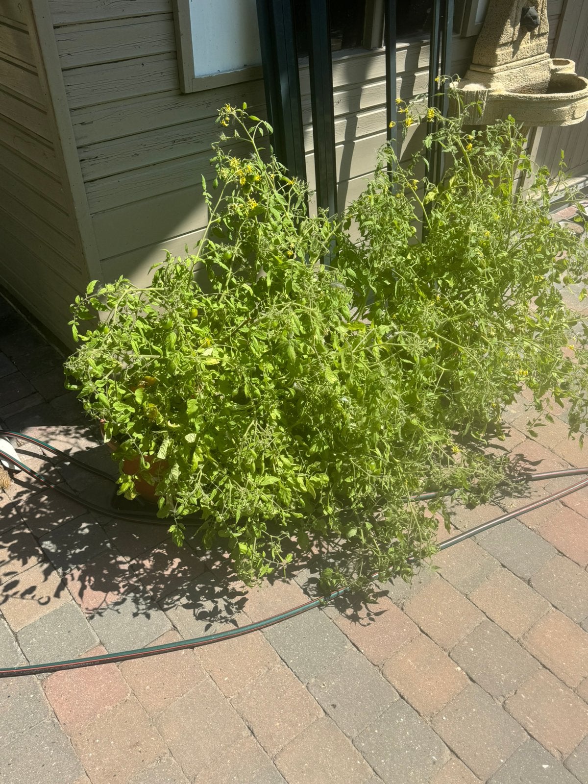 Snack tomaten planten in pot, Tuin en Terras, Ophalen, In pot