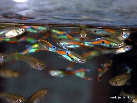 endler guppies, Dieren en Toebehoren