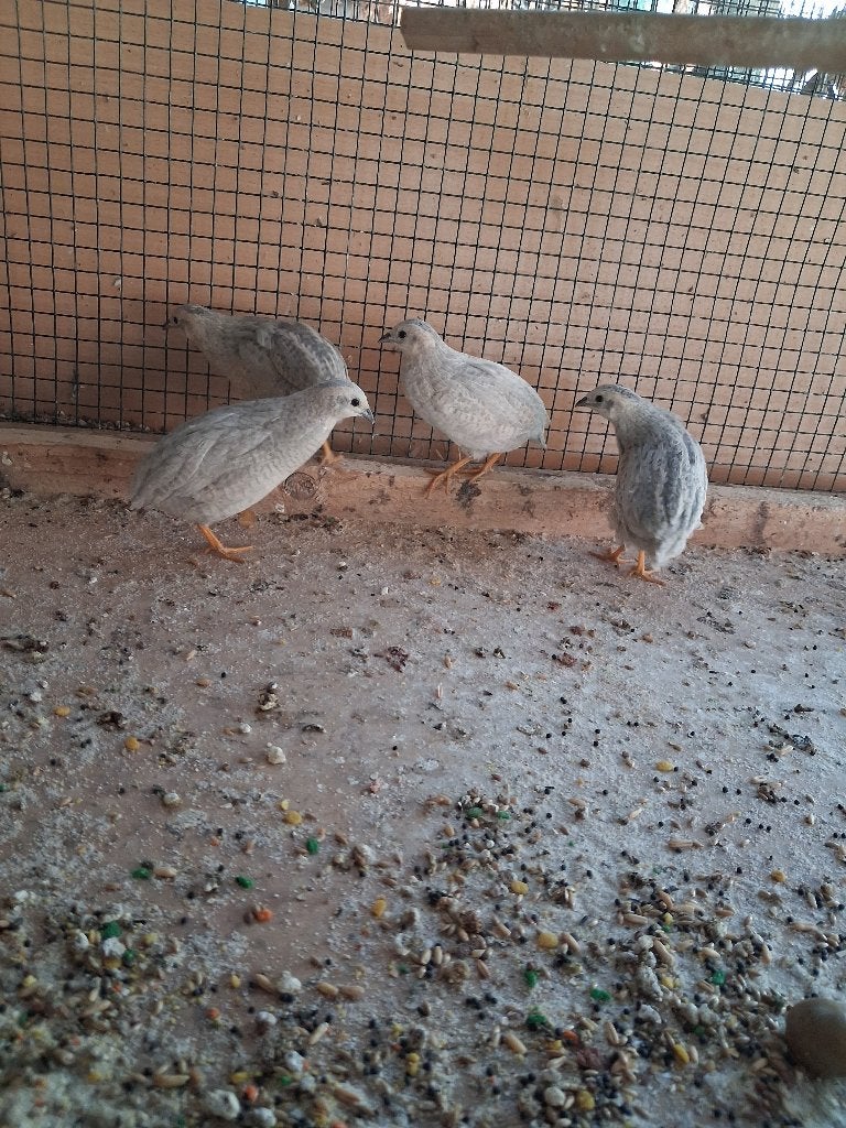 kanaries, diamantduifjes en Chinese dwergkwartels, Animaux & Accessoires, Oiseaux | Canaris, Sexe inconnu