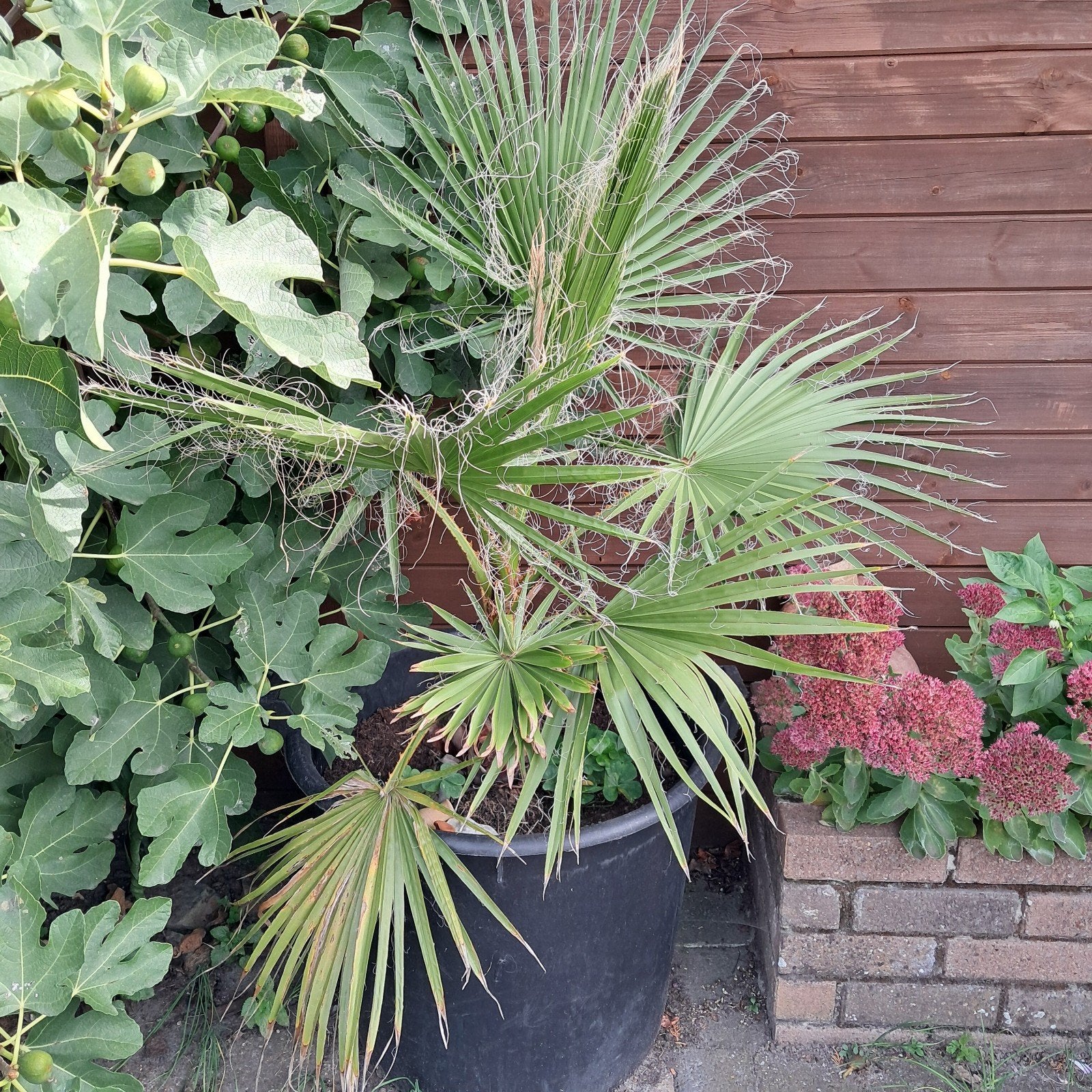 mooie palmboom, Tuin en Terras, Ophalen