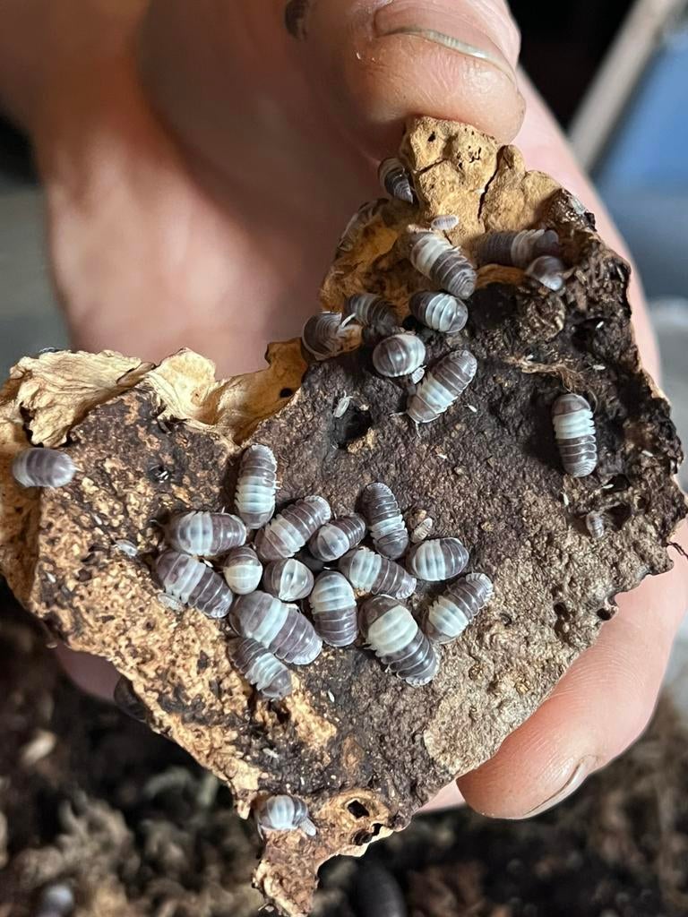 Isopods Panda King, Dieren en Toebehoren, Overige soorten