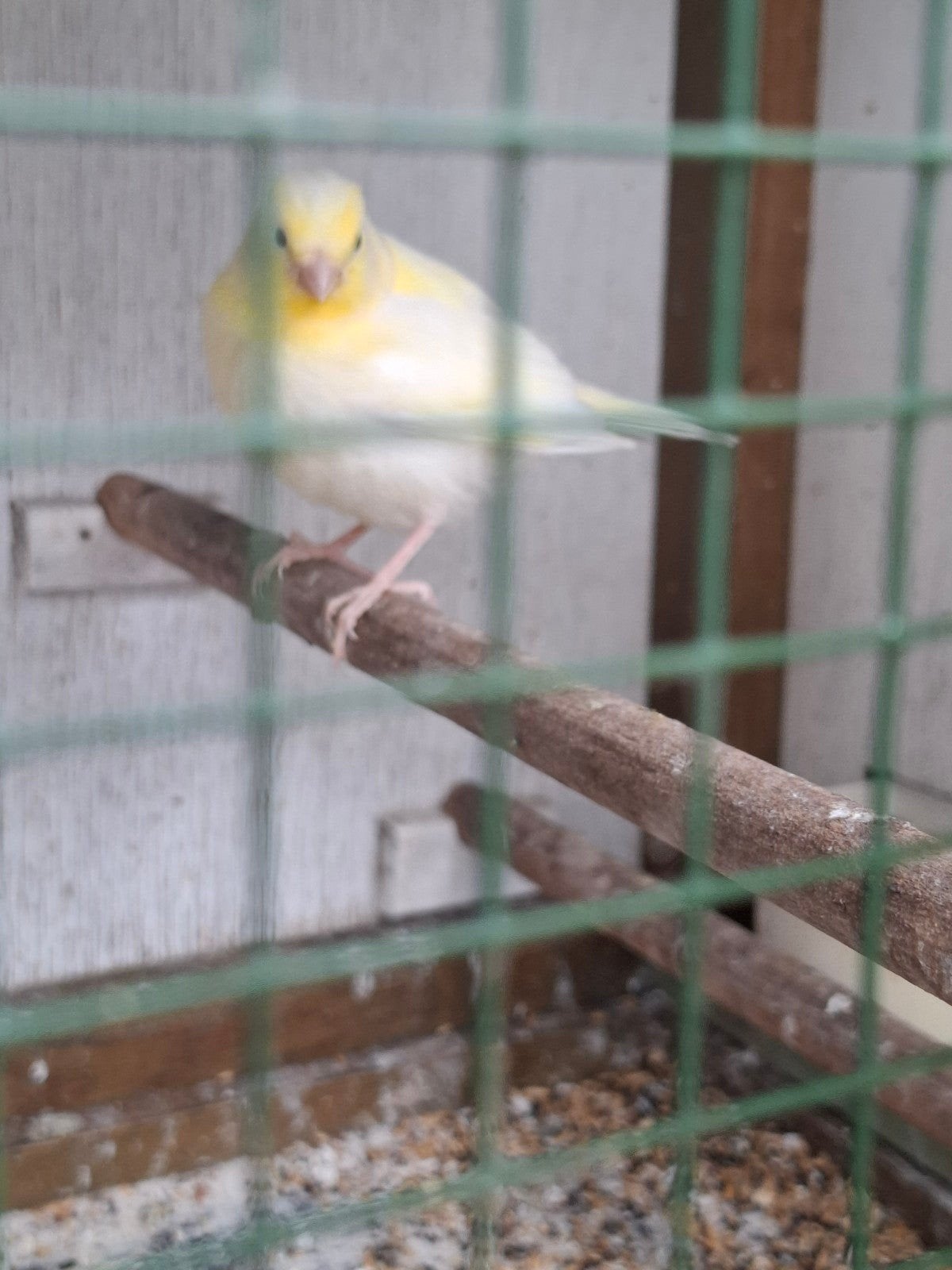 Kanaries, Dieren en Toebehoren