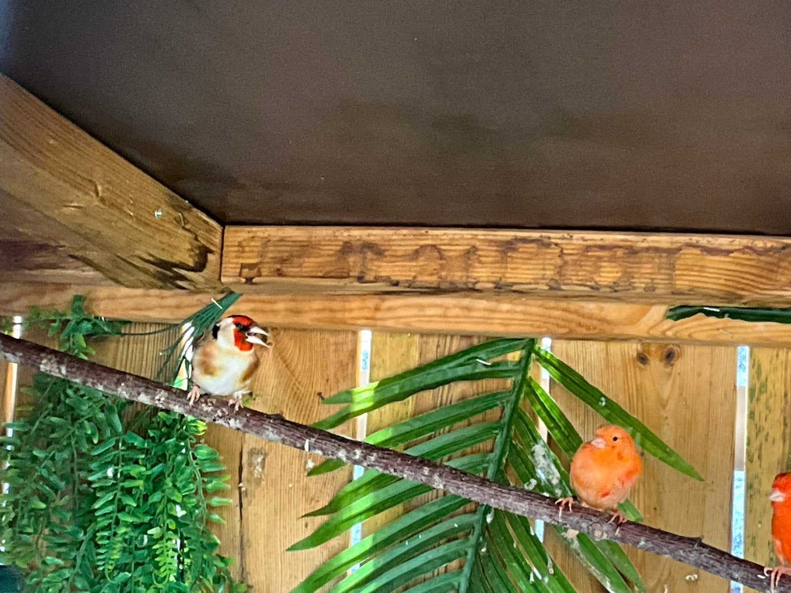 Distelvink man, Dieren en Toebehoren, Geringd