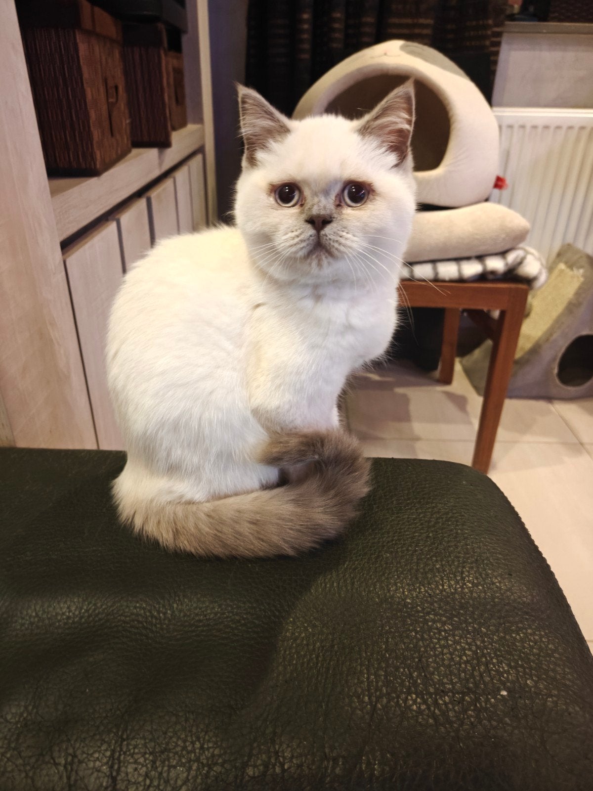 Britse korthaar, Plusieurs animaux, Avec puce électronique, 0 à 2 ans