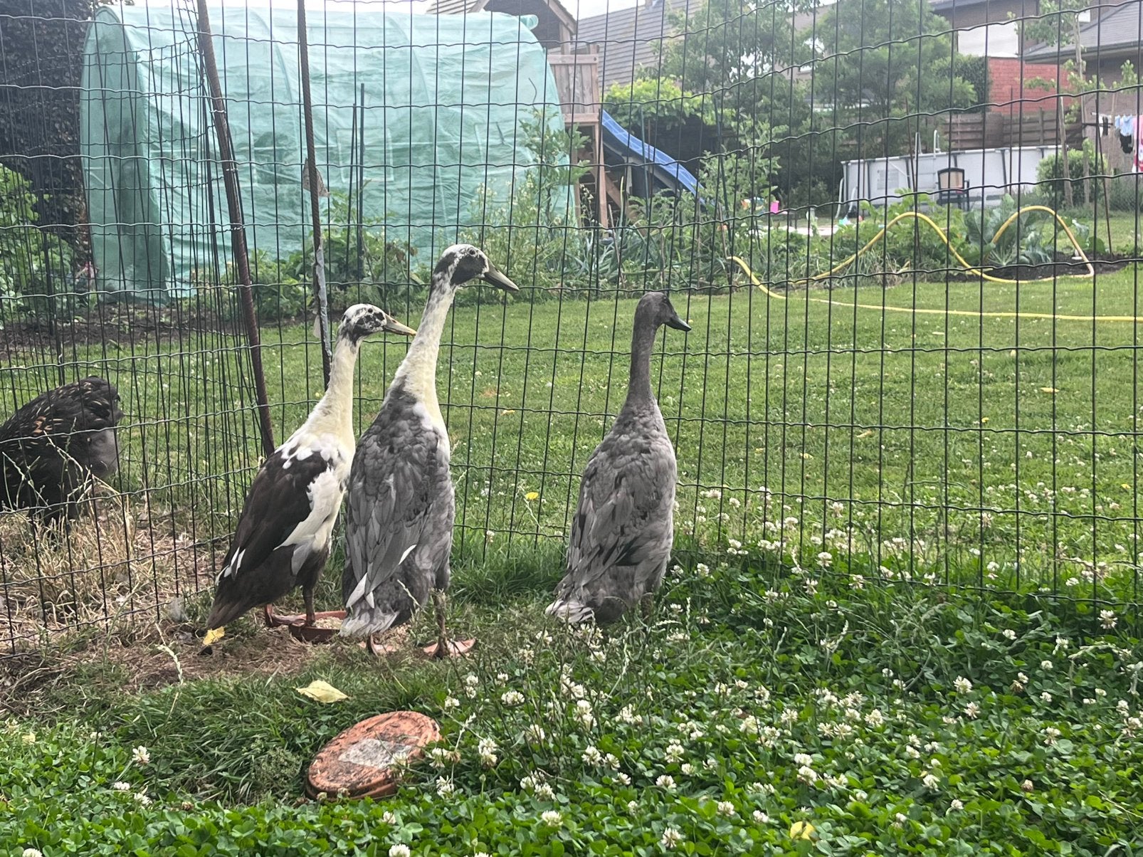 Trio Loopeenden, Eend