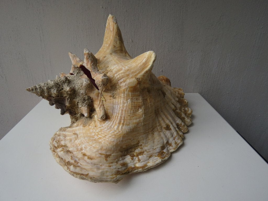 Schelp Queen Conch Strombus Gigas 26 cm, Ophalen of Verzenden