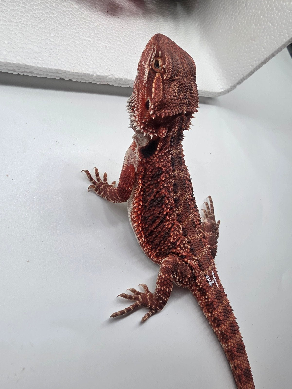 dark red monster, het hypo, vrouw