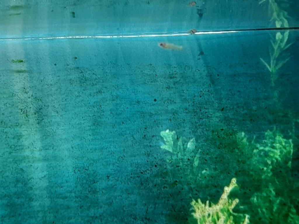 Bébé poissons (guppys), Dieren en Toebehoren, Vis, Zoetwatervis