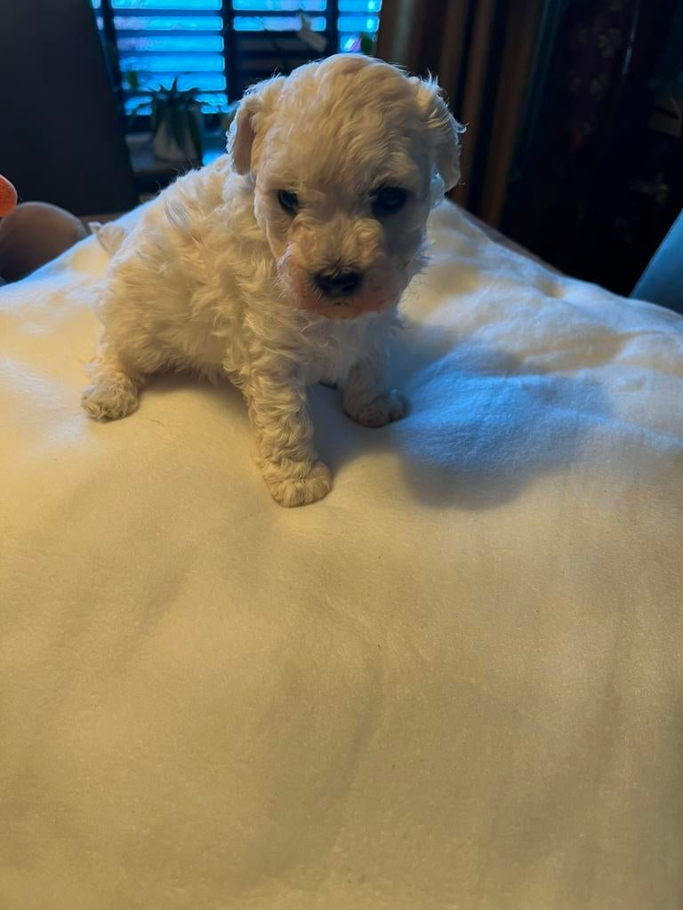 Maltipoo pups, Parvo, België, Fokker | Hobbymatig, 8 tot 15 weken