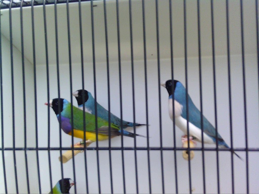 Goulds allen geringd 2026, Animaux & Accessoires, Oiseau tropical, Bagué