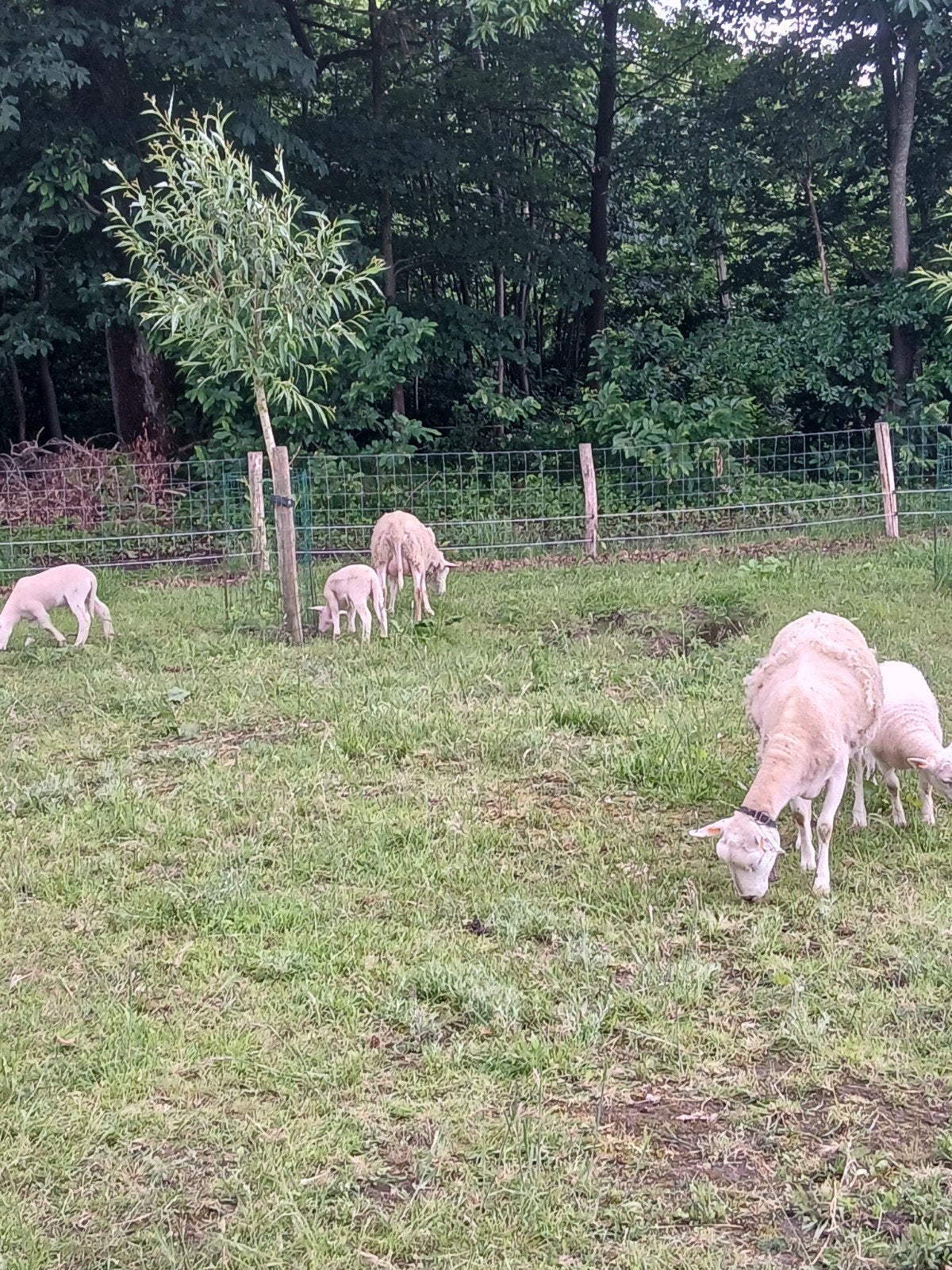 Easy care schapen