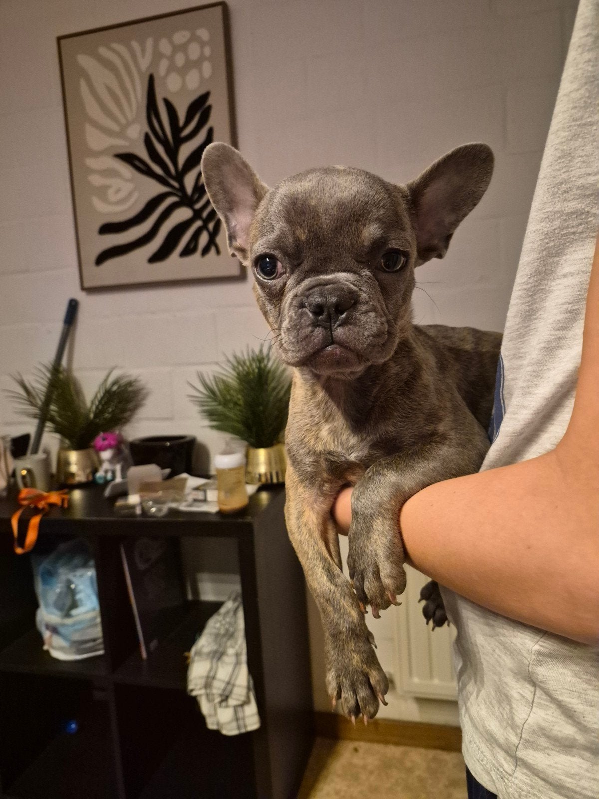 chiot mâle a adopter, Ophalen, Hond