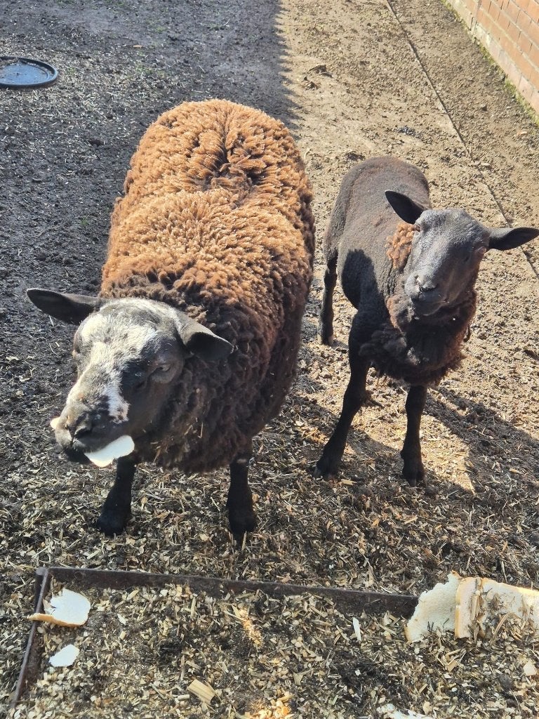 rammen (schapen) te koop, Dieren en Toebehoren, Mannelijk, Schaap, 0 tot 2 jaar