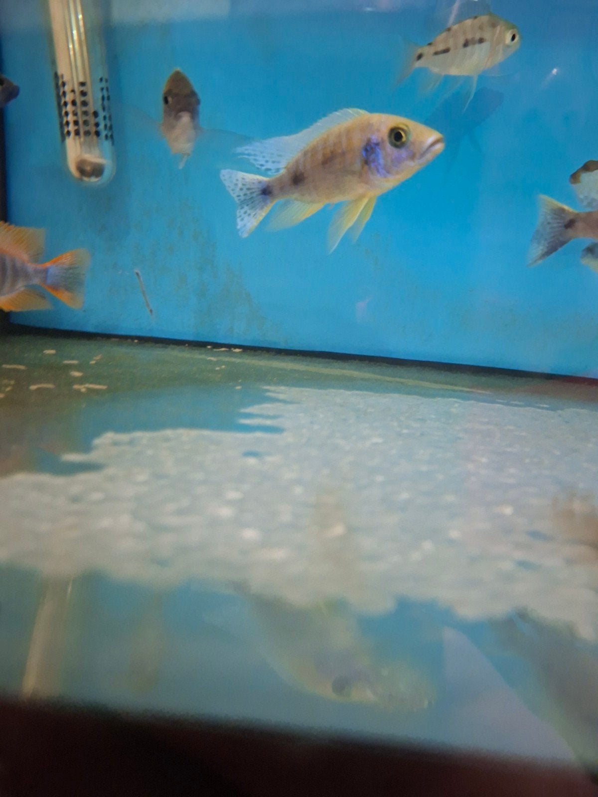 cichlides malawi aulonocara haplos, Animaux & Accessoires