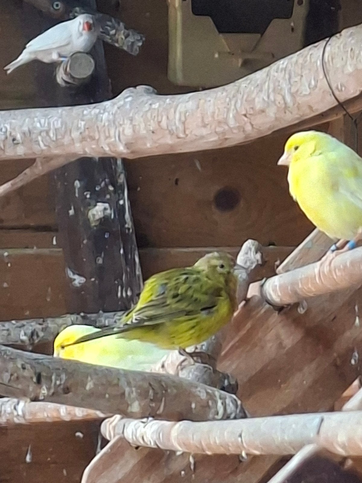 kanarieman groen kleur, Dieren en Toebehoren