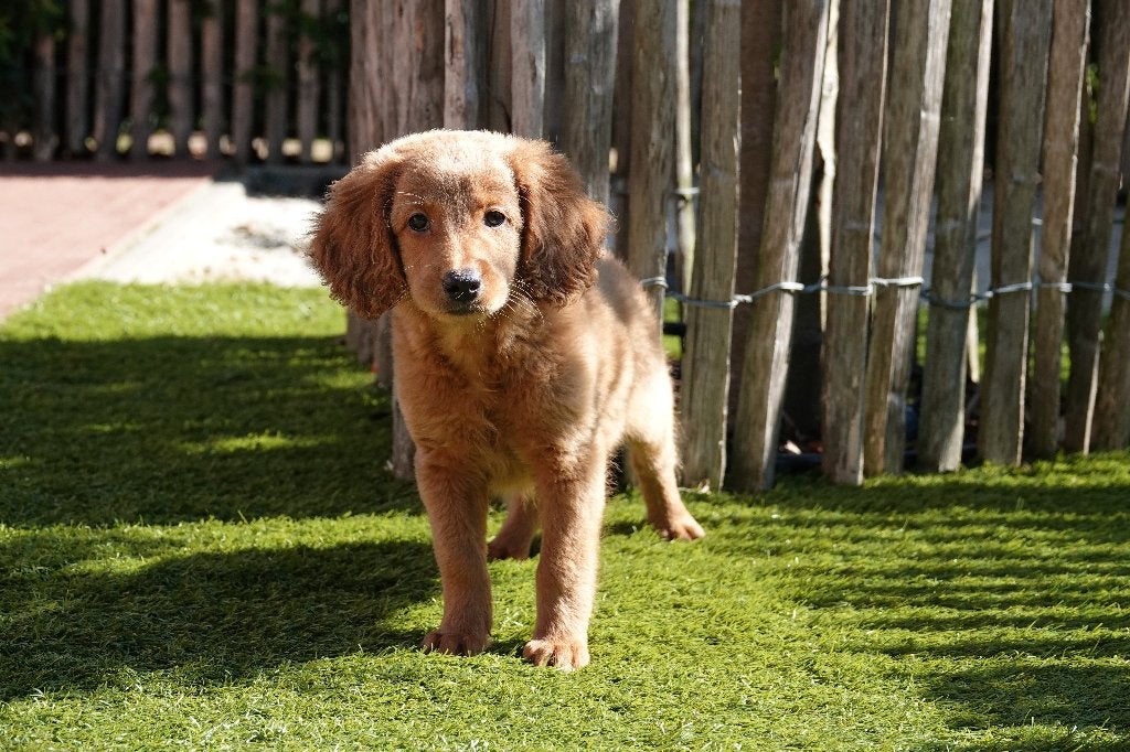 Abrikoze Labradoodle pups (type labrador), met stamboom, Dieren en Toebehoren, Parvo, België, Overige rassen, 8 tot 15 weken