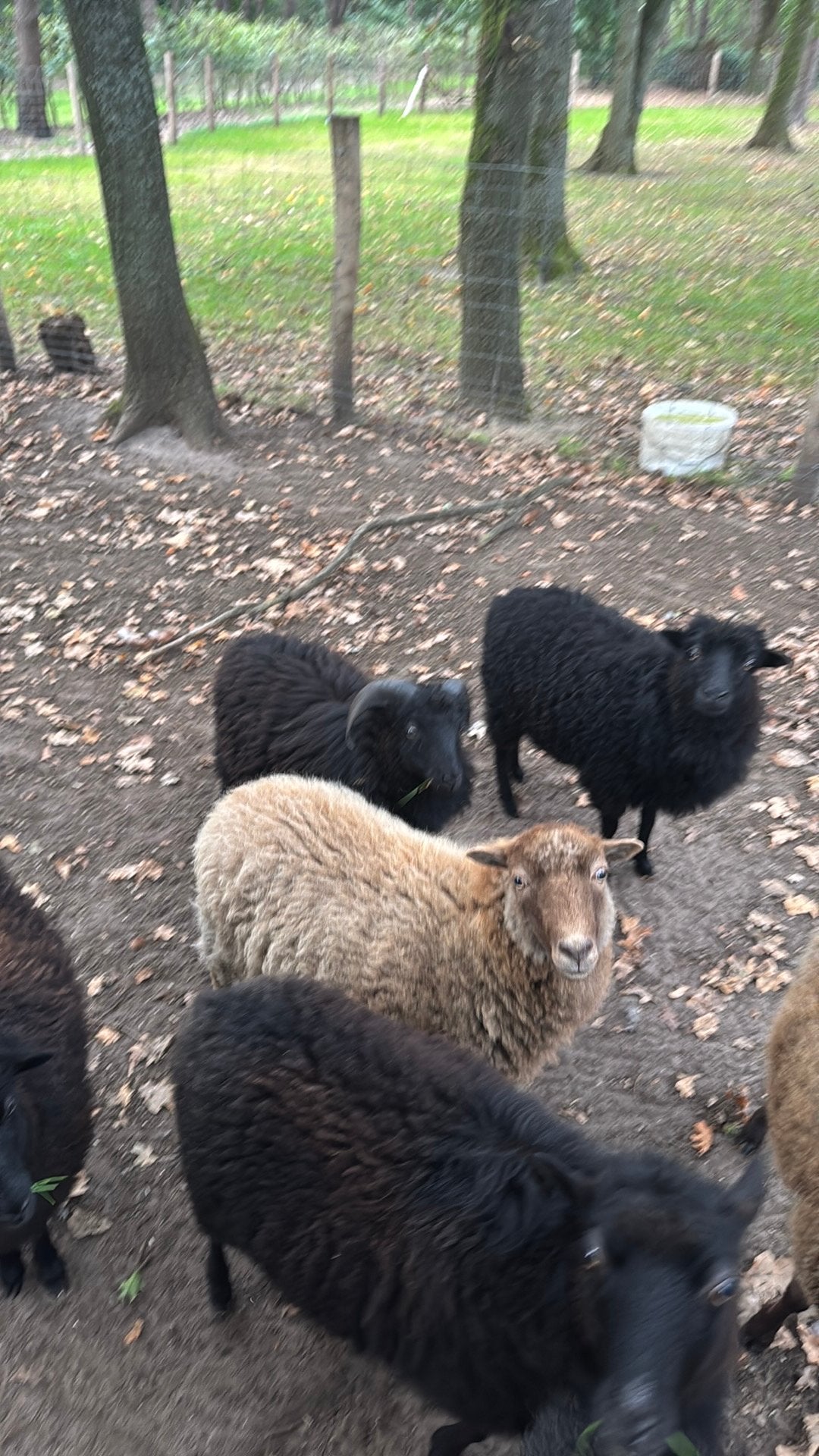 Zwart-bruine ram, Dieren en Toebehoren