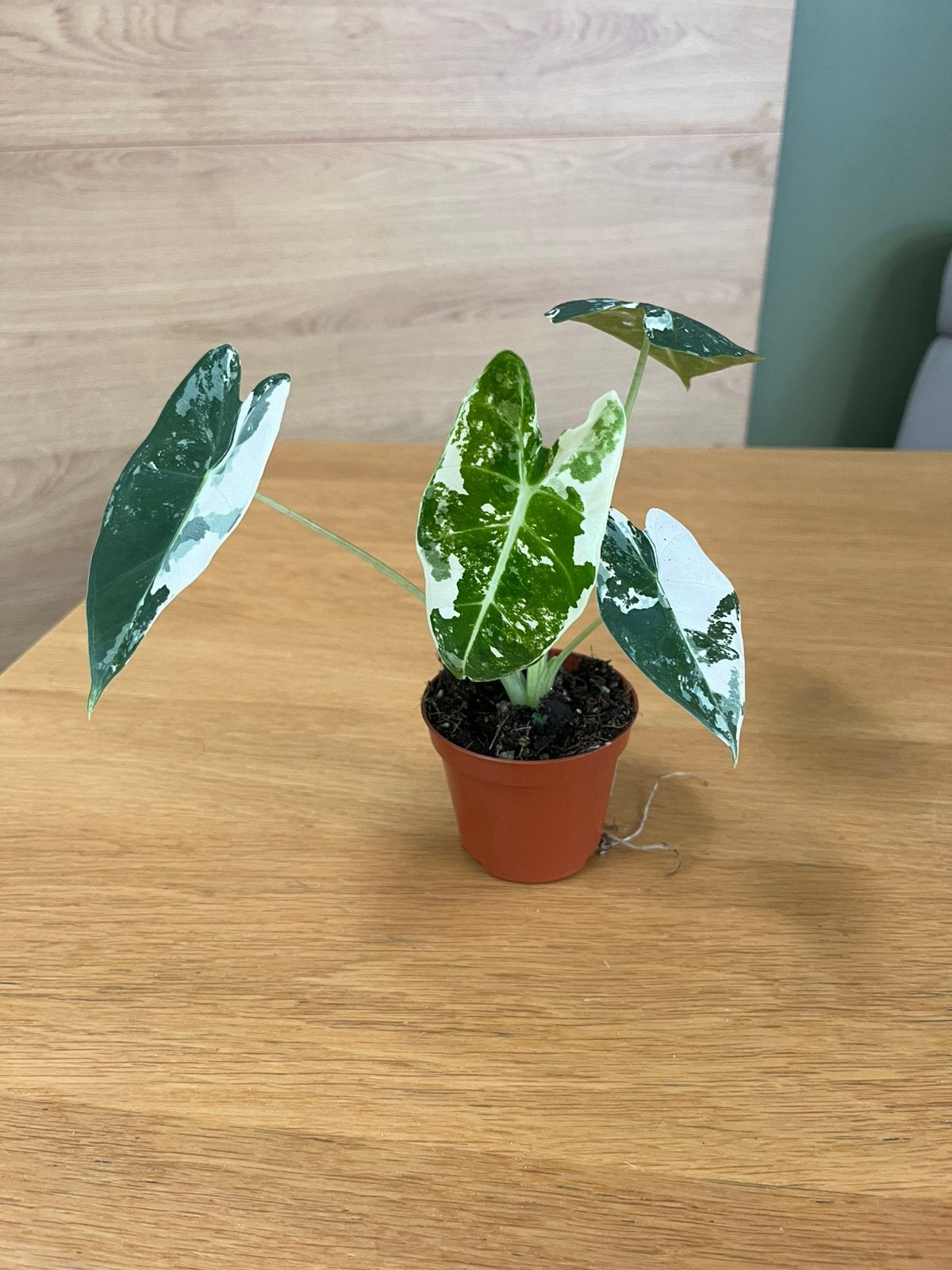Alocasia frydek panachée, Maison & Meubles, Plantes d'intérieur, Plante verte, Enlèvement, Autres espèces, Ombre partielle