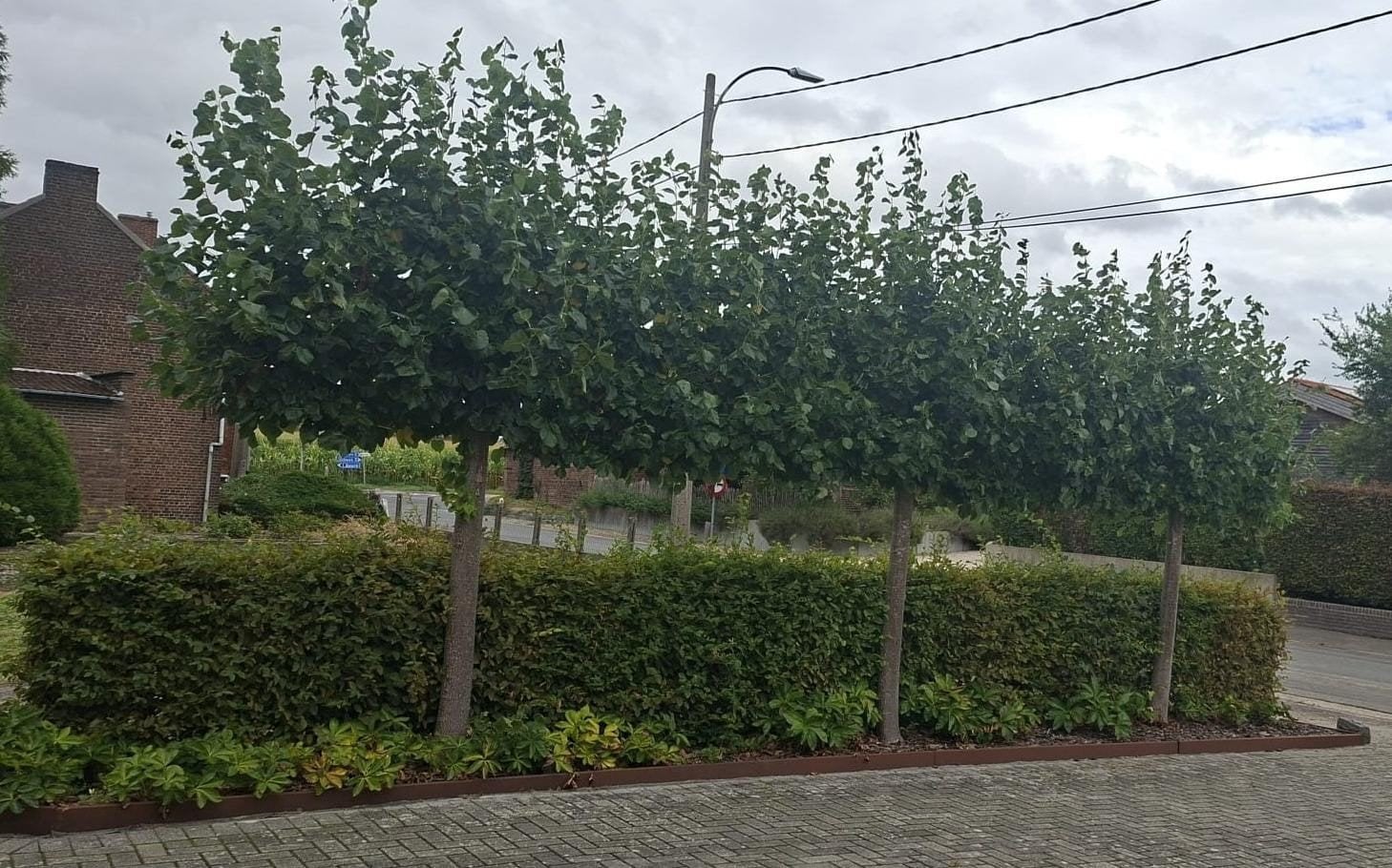 wie wil gratis hout, Enlèvement