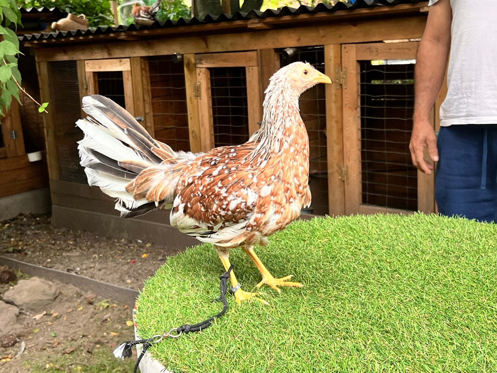 poules espagnoles