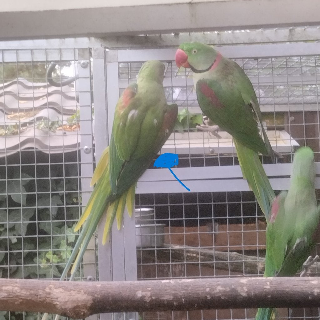 3 Kweekkopels Alexander, Meerdere dieren, Parkiet, Geringd