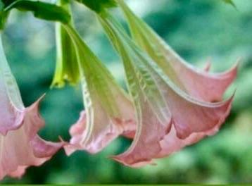 Brugmansia trompetplant datura - lichtroze bloemen, Tuin en Terras, Planten | Tuinplanten, Overige soorten, Vaste plant, Ophalen of Verzenden