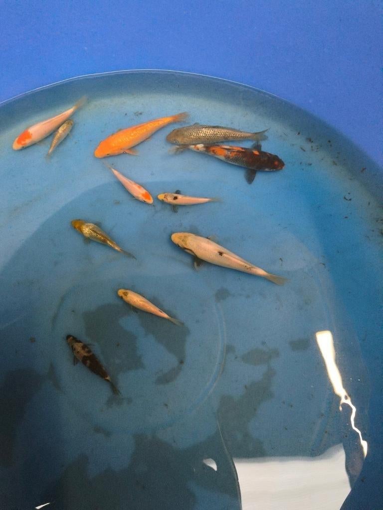 Tosai koi, Dieren en Toebehoren