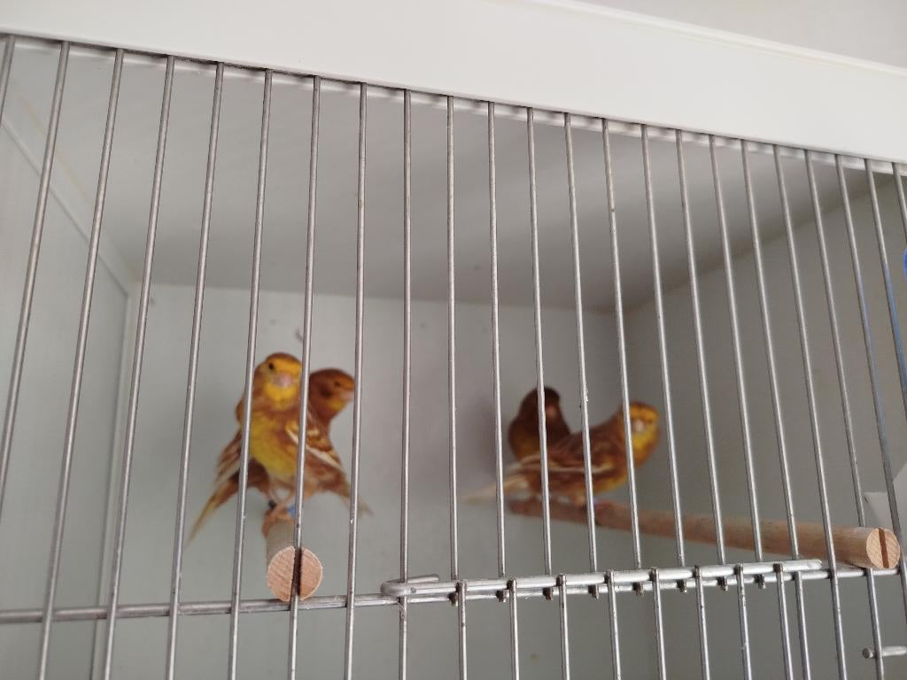 Verschillende kleur kanaries, Dieren en Toebehoren