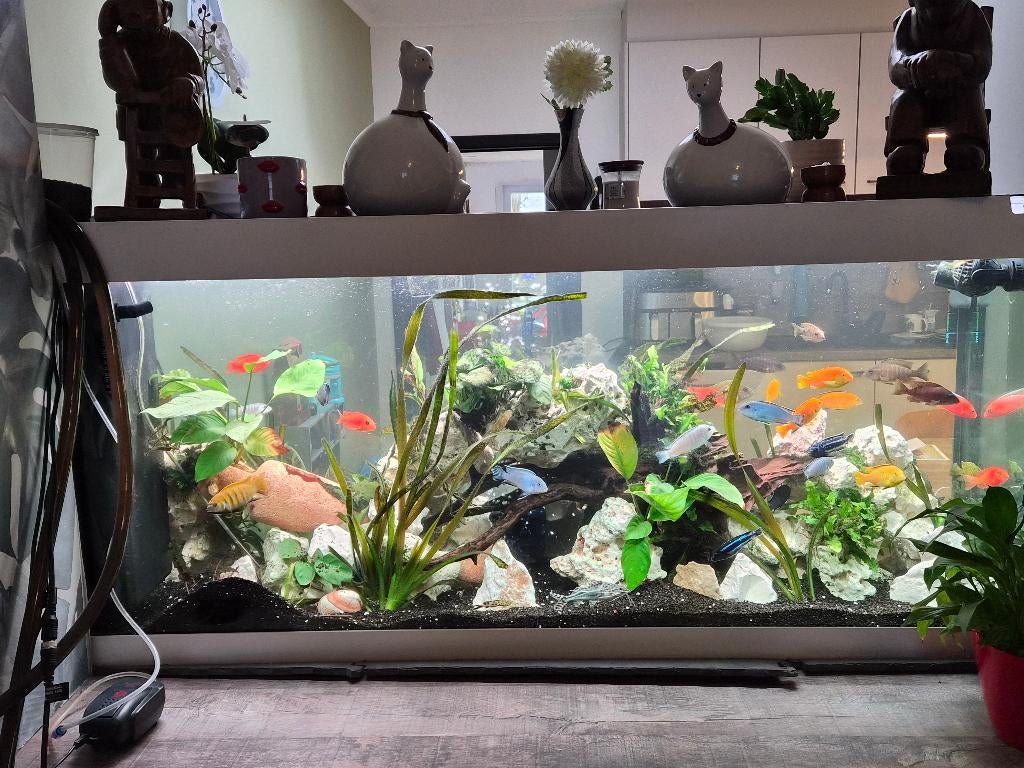 Aqaruim  450 litter, Dieren en Toebehoren, Ophalen, Zo goed als nieuw, Gevuld zoetwateraquarium