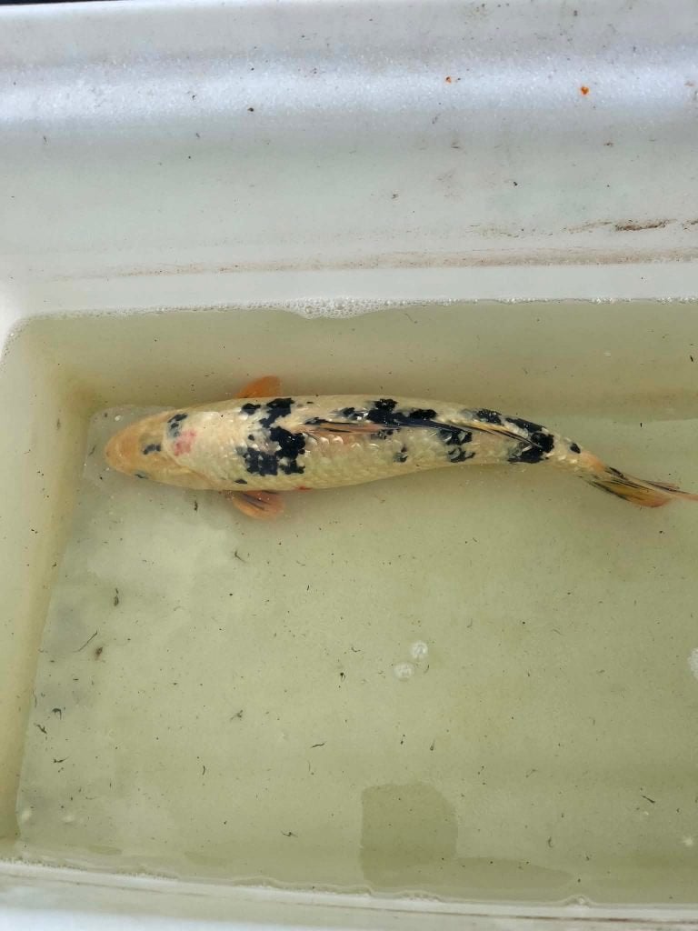 Japanse koi 40cm, Karper of Koi