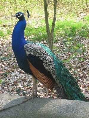 pauwen, Meerdere dieren, Overige soorten
