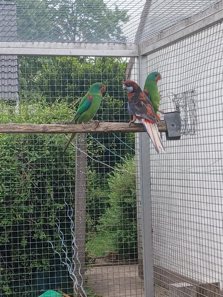 à vendre, Plusieurs animaux, Perruche, Bagué