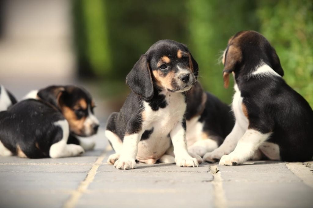 Beagle pups, Dieren en Toebehoren, Honden | Beagles, Bassets en Lopende honden, Parvo, België, Beagle, 8 tot 15 weken