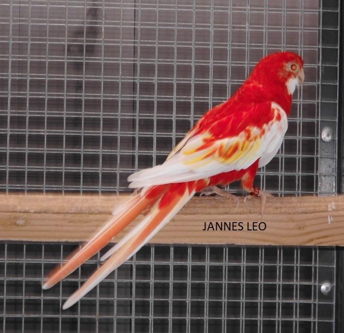 Parkieten  Rubino Rosella's, Plusieurs animaux, Perruche, Bagué
