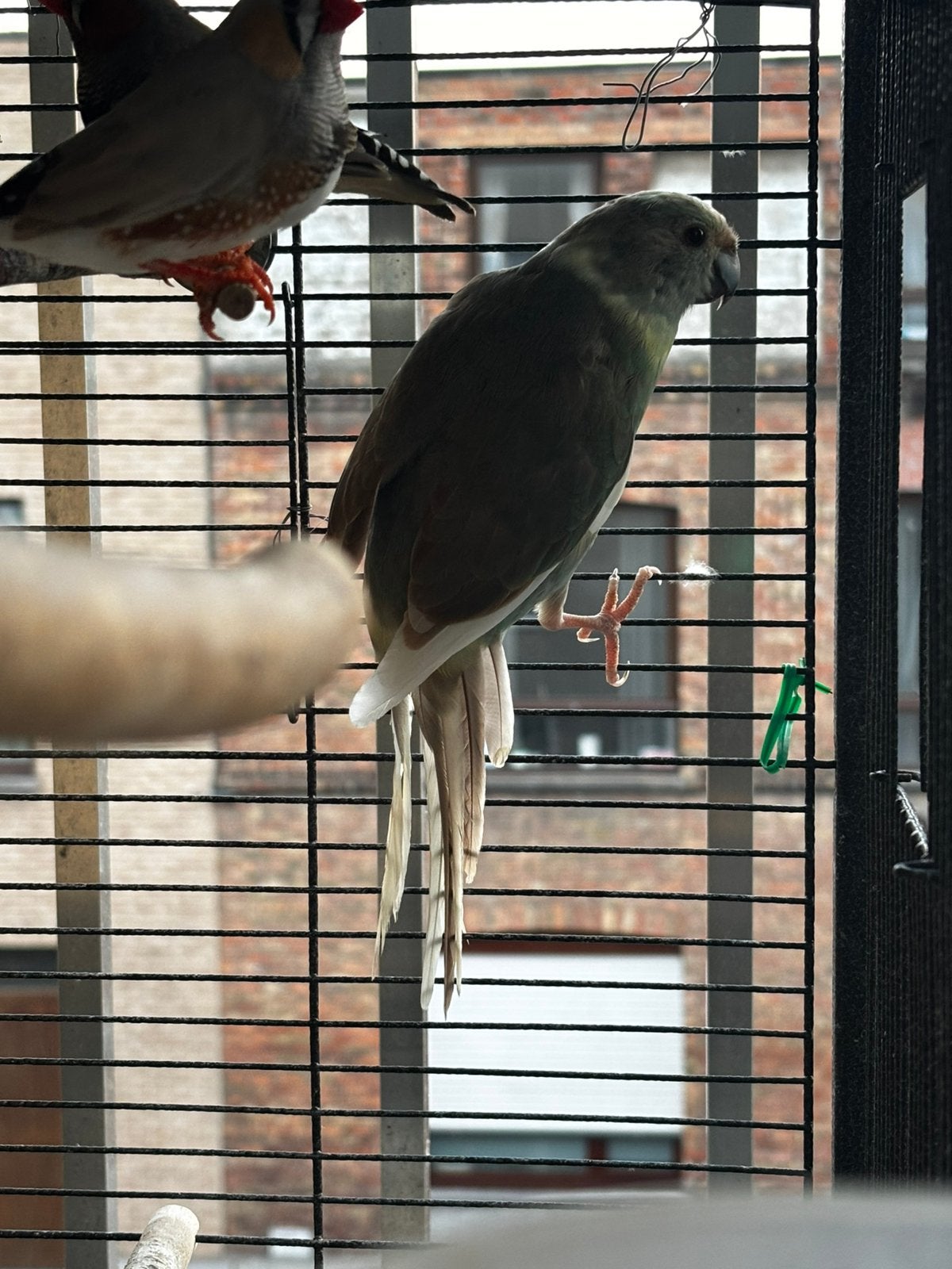 Koppel kakariki, Dieren en Toebehoren