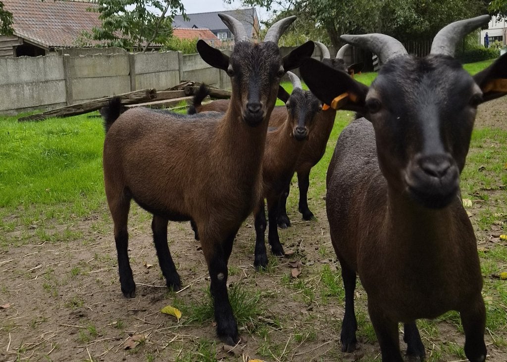 jong bruin dwerggeitje - stamboek - handtam, Dieren en Toebehoren, Mannelijk, Geit, 0 tot 2 jaar