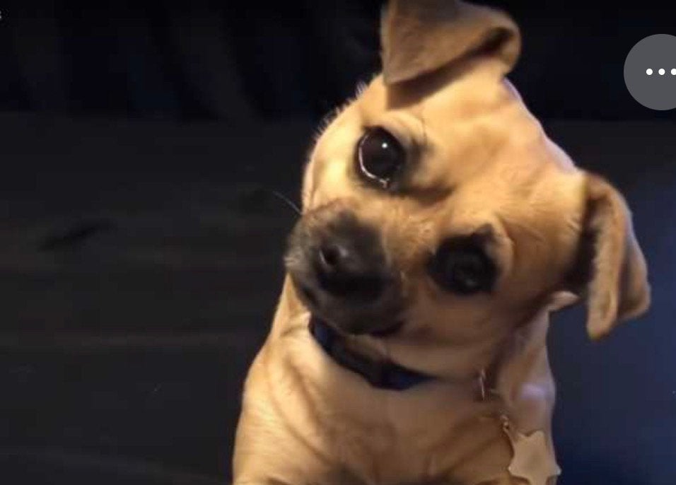 We zijn op zoek naar een chihuahua cross pug, Dieren en Toebehoren, Ophalen